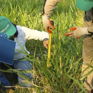 Asesoría Nutricional y Análisis de Pastos