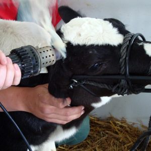 Servicio de Descornado y Topizado de Terneros (Por Animal)