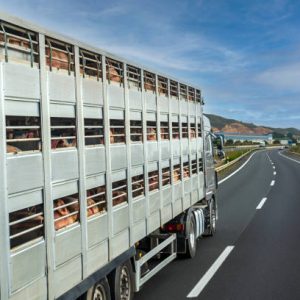 Flete de Ganado en Camión Jaula (Reserva)